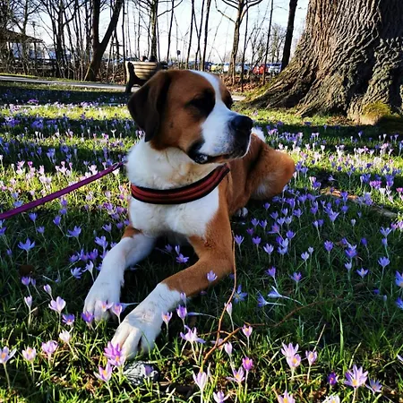 Vendégház Sonnleit'n - Urlaub Mit Hund 3*