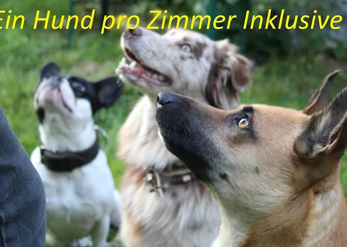 Sonnleit'n - Urlaub Mit Hund Maison d'hôtes Zwiesel