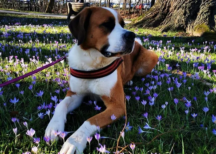 Maison d'hôtes Sonnleit'n - Urlaub Mit Hund 3*