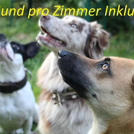 Sonnleit'n - Urlaub Mit Hund Maison d'hôtes Zwiesel