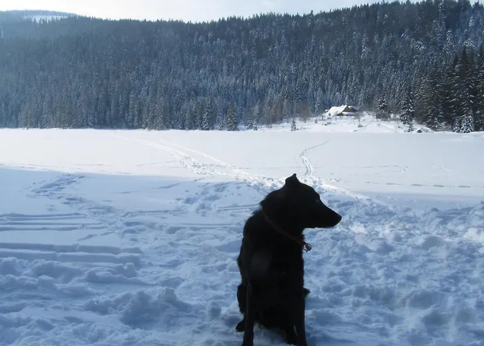 Pensjonat Sonnleit'n - Urlaub Mit Hund